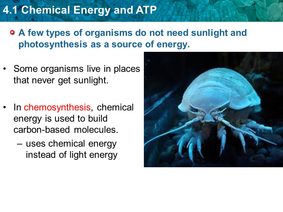 What is the energy source for chemosynthesis?